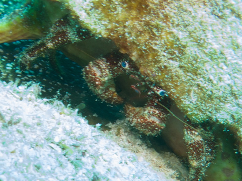 White Speckled Hermit Crab IMG_4808.jpg